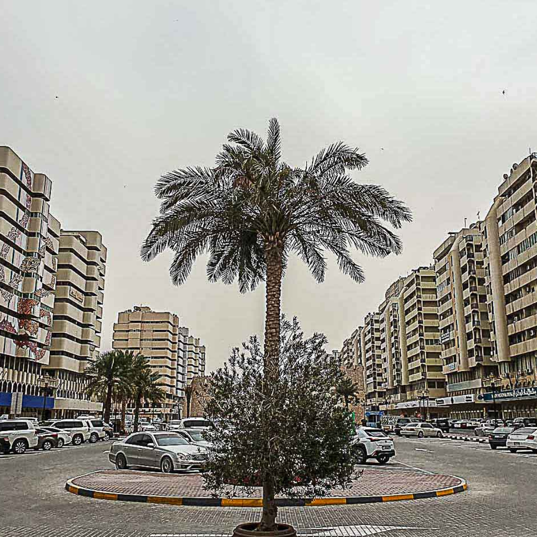 picture showing buildings in Al Shuwaihean area