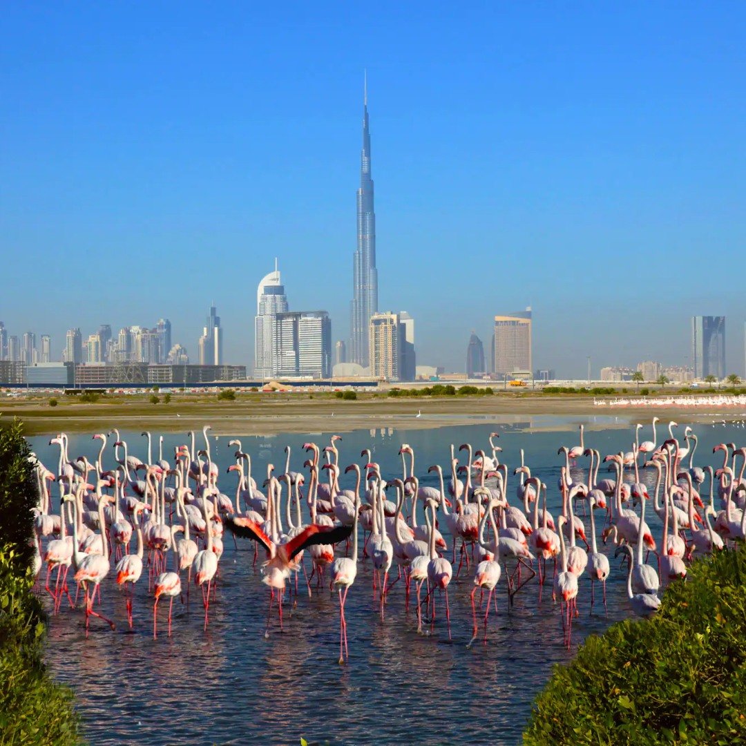 picture showing flamingo and lakes in Ras Al khor area Dubai 