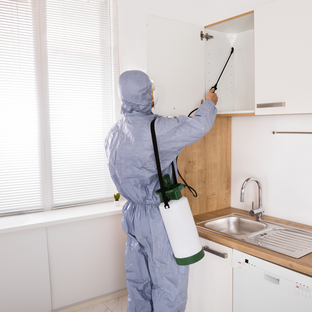 Picture Showing That pestcontrol Technician Do sparying inside homes