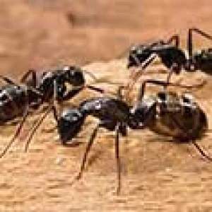 مكافحة ورش الحشرات في دبي