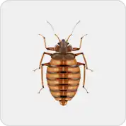 bed bugs photo