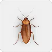 cockroaches photo