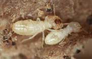 termite in dubai