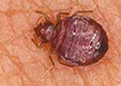 get rid of bed bugs in dubai