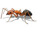 feild ants