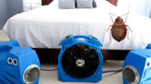 Bed bug Heating