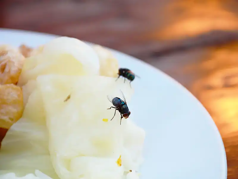 How Flies Cause Food Contamination