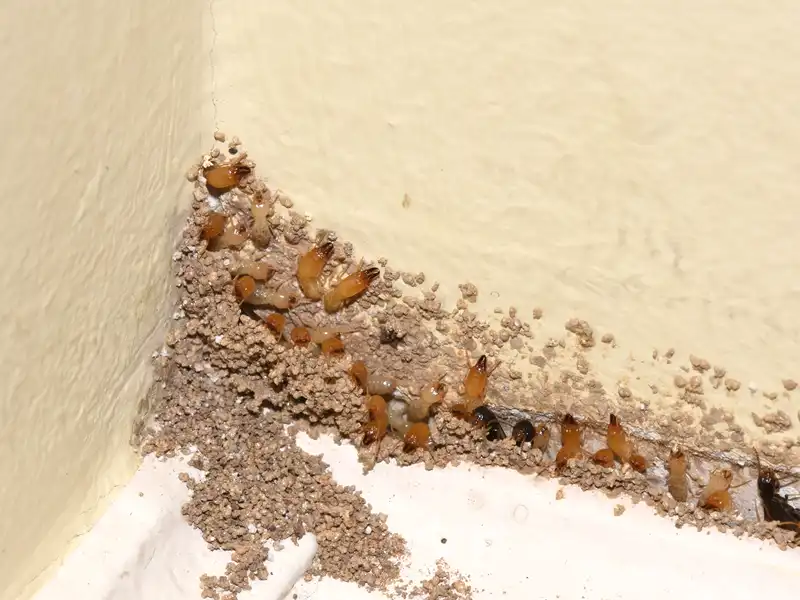 Signs of Termite Infestations at Home