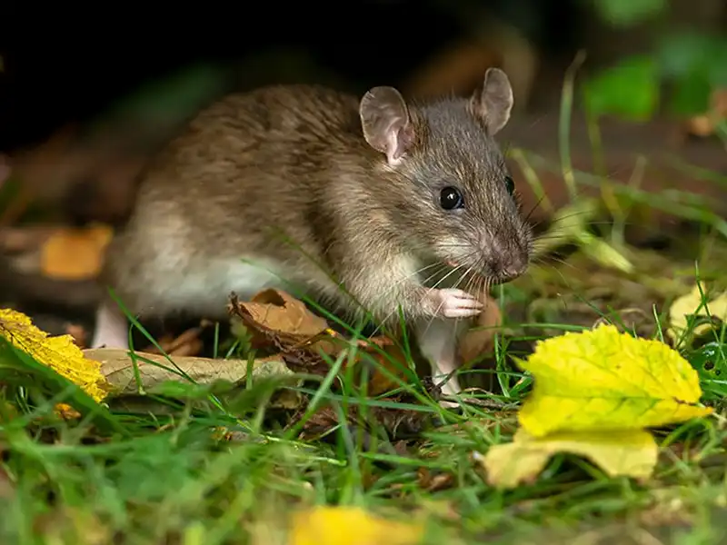 Protecting your Garden from Rodents