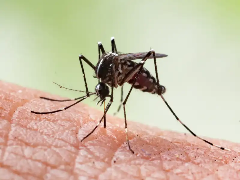 Most Dangerous Disease Causing Mosquitoes